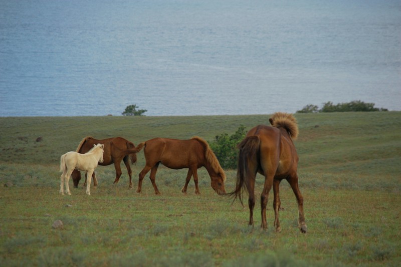 Padang Savana Mausui