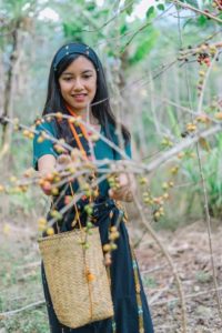 Seorang Gadis Manggarai memanen Kopi Colol dari Kebunnya. Foto : Istimewa