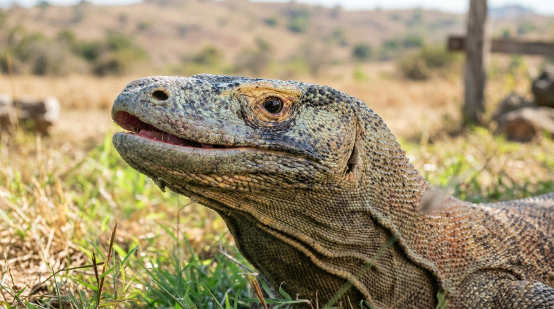 Binatang Rughu di Pota Kecamatan Sambi Rampas, Kabupaten Manggarai Timur